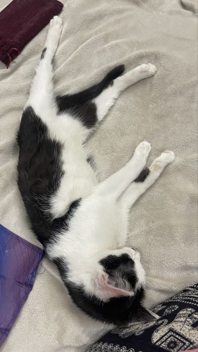 Отдадим котенка девочку в добрые руки