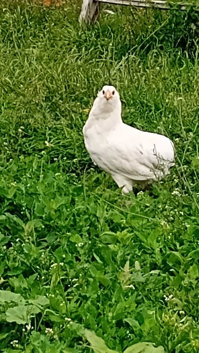 Familie găini Araucana