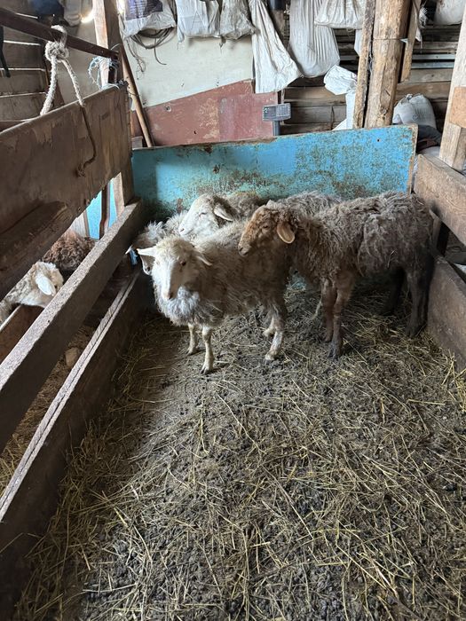 Продам овечек, средний упитанные