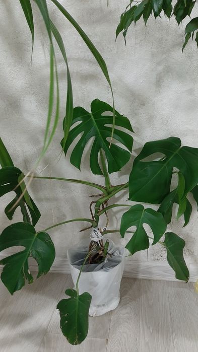 Комнатная монстера