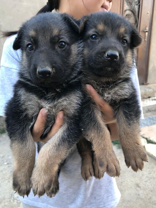 Прадаются шикарные вео щенки 40000