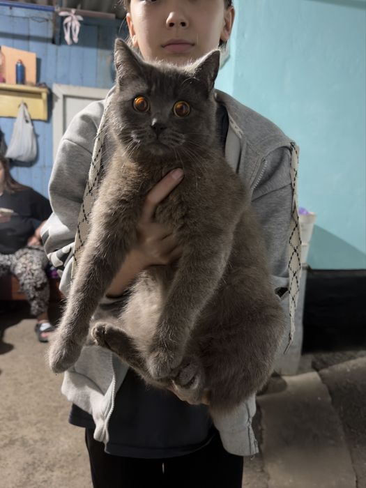 Отдам котят смешаных породистые лчень добрые и красивые умные