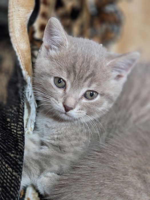 Продам шотланских котят