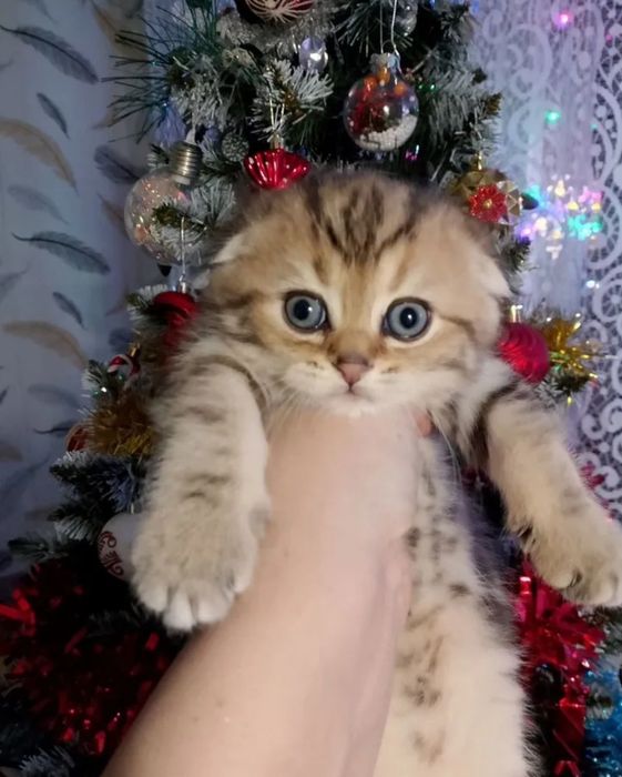 Шотландские котята девочки, вискас золото окрас 1.5 мес