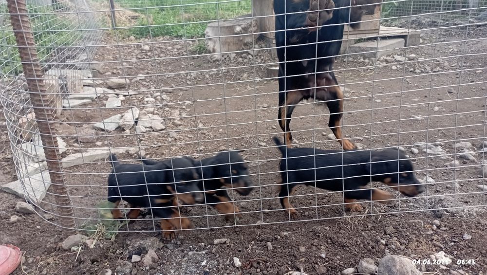Продам Ягтерьер щенки