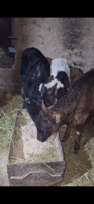 бузаулар телёнки ар турлы возраст