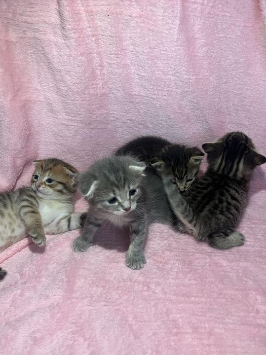 Бронь на котят, Шотландские вислоухие