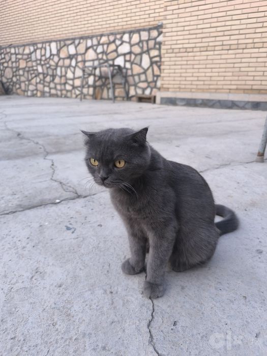 Скоттиш страйт  зотли айол мушук сотилади
А