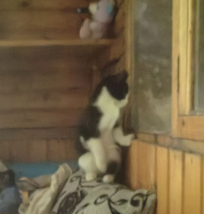 Котенок ищет дом и добрых хозяев
