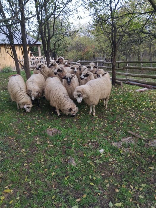 Vând 15 Mioare frumoase. Romos • OLX.ro