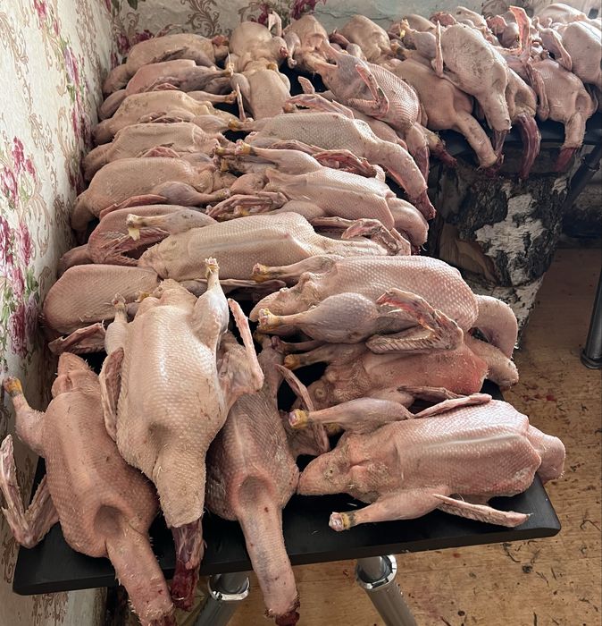 Продам домашних уток
