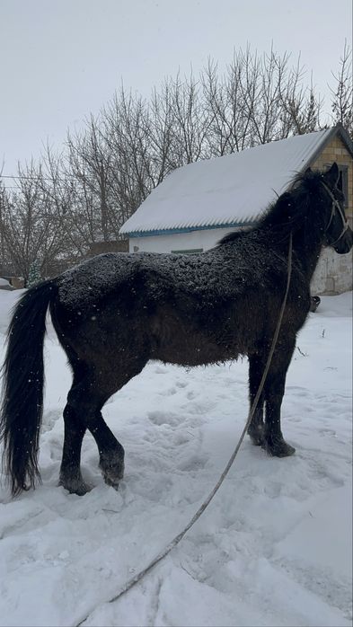 Айғыр семіз,айғырлығы мықты