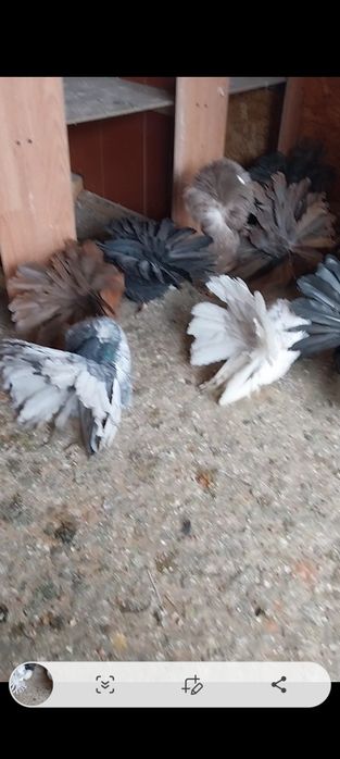 De vânzare porumbei de ornament