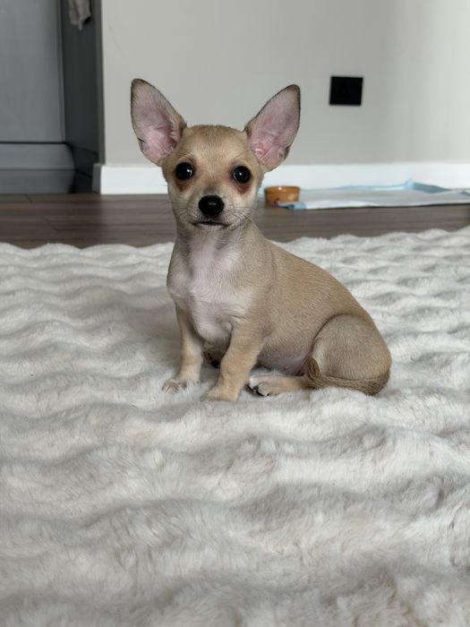 Продам щенка чихуахуа