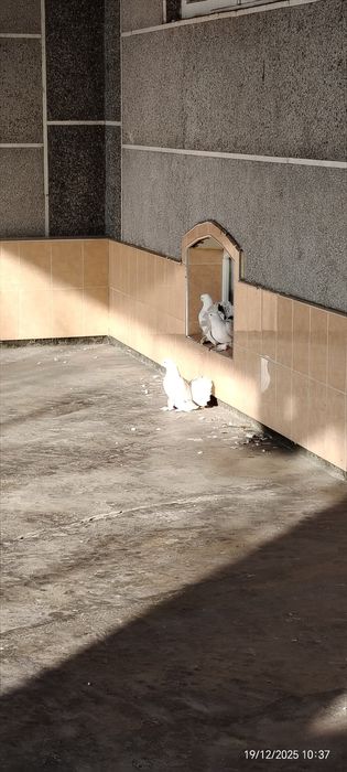 Голуби, Кафтар, Кабутар