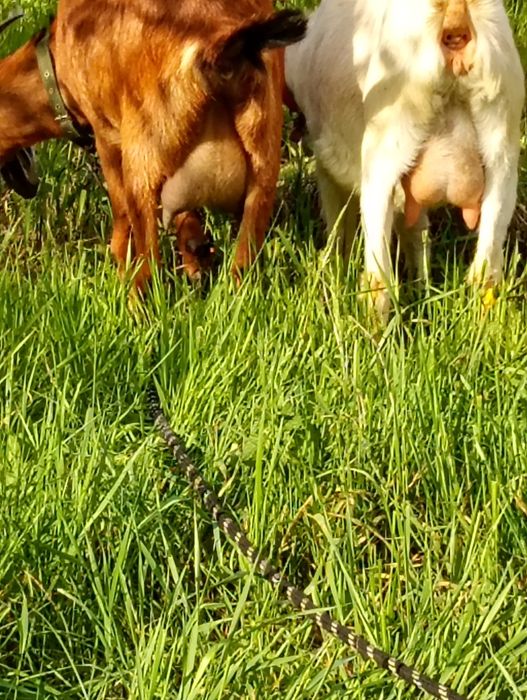 Vând 2 capre anglonubiene sunt la prima fătare
