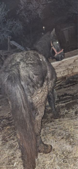 Schimb cu cal de căruța