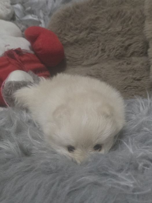 Предлагаю  кукольную мини девочку