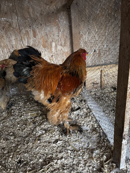 Ouă incubat/ păsări de rasă