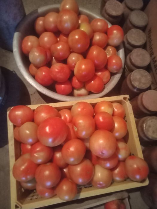 Продам домашние помидоры