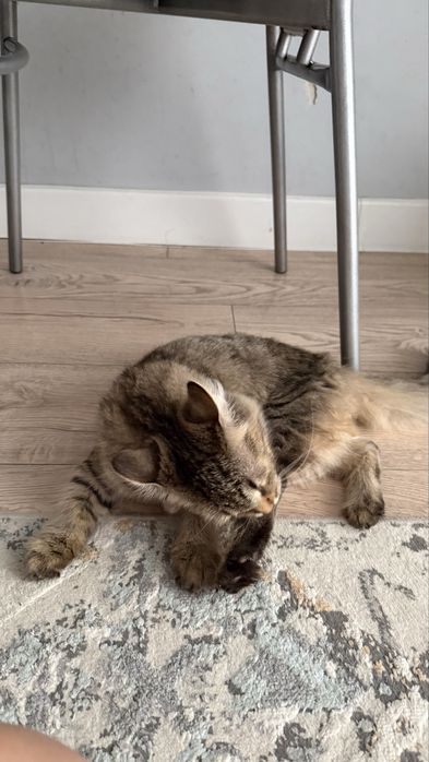 Отдам в хорошие руки кошку