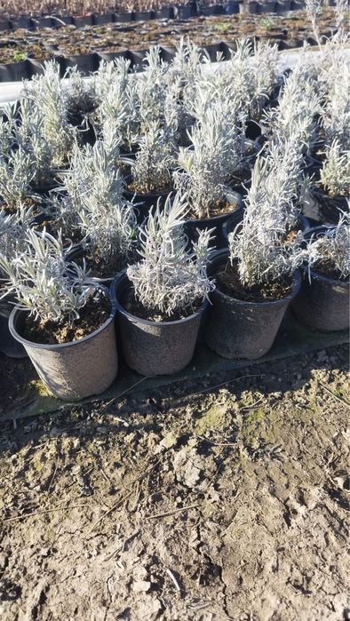 Лавандула на контейнер