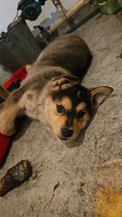 Отдам щенка в добрые руки