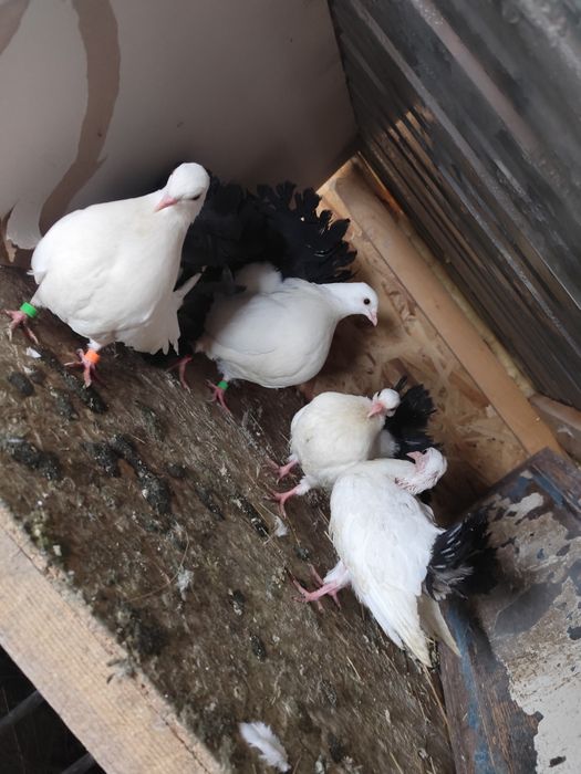 Porumbei de ornament