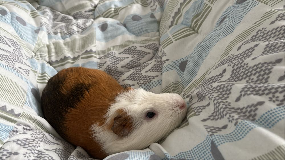 Porcusor de guineea