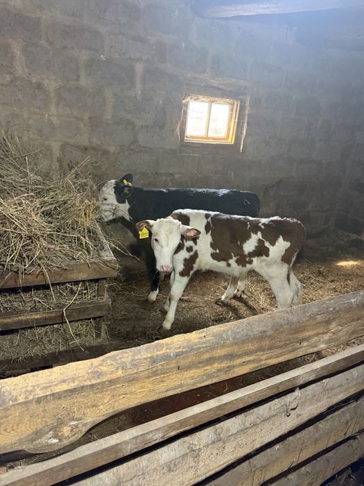 Продам телят от 2 до 4 месяцев .