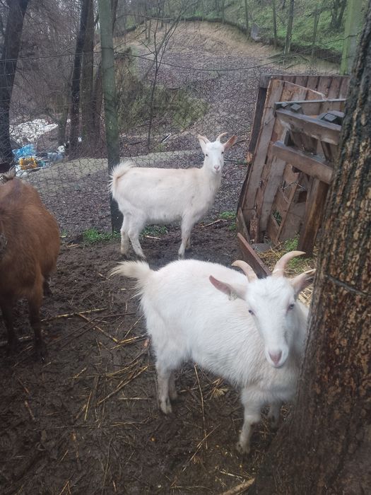 Ieduțe alpine cu sannen