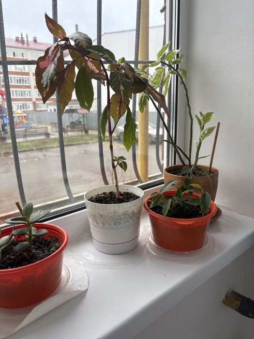 Домашние комнатные цветы