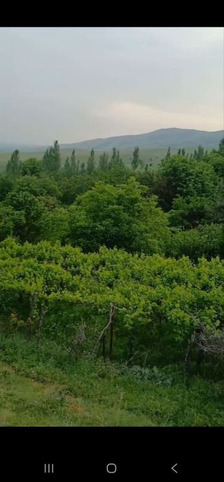 Ер сотилада Бостонлик туманида