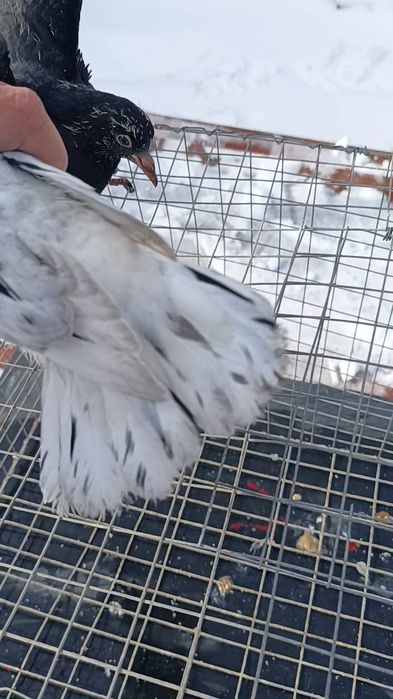 Голуби широкохвостые пискуны