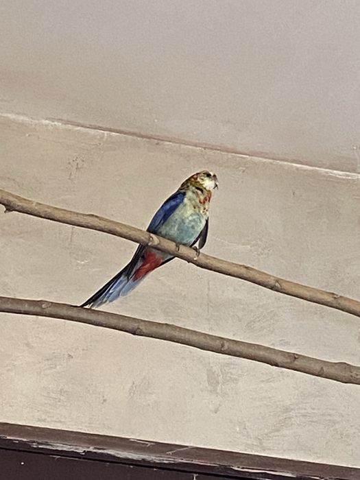 Papagal Rosella