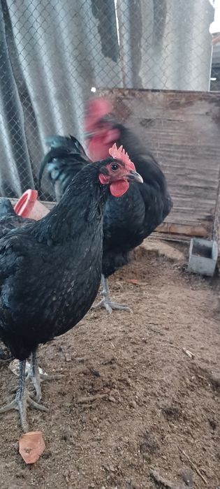 Qora shahzoda tovuqlar sotiladi