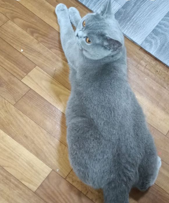 Британская кошка.