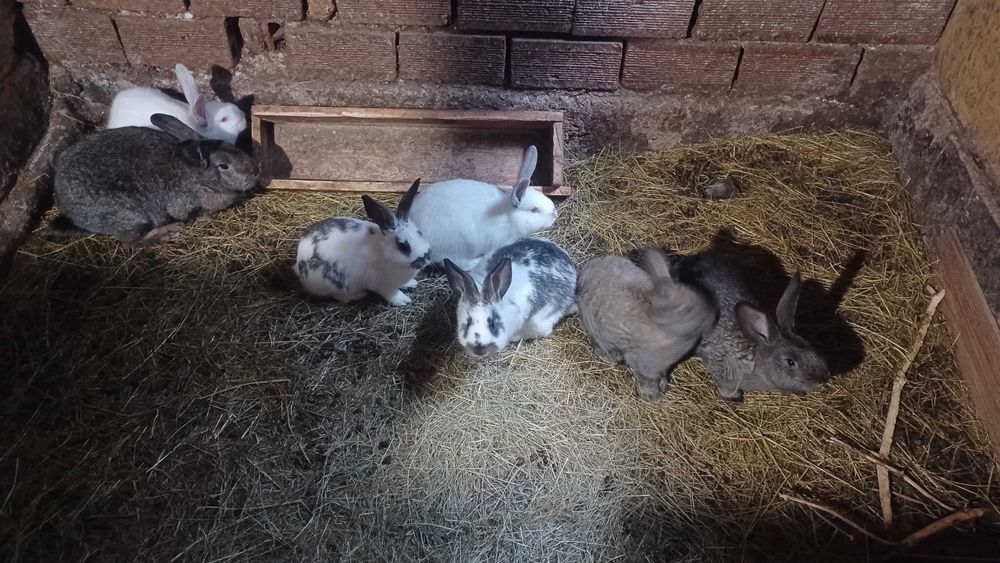 Продавам зайци различна възраст