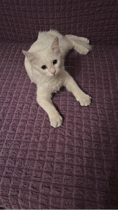 Отдам любящему хозяину очаровательных, милых котят
