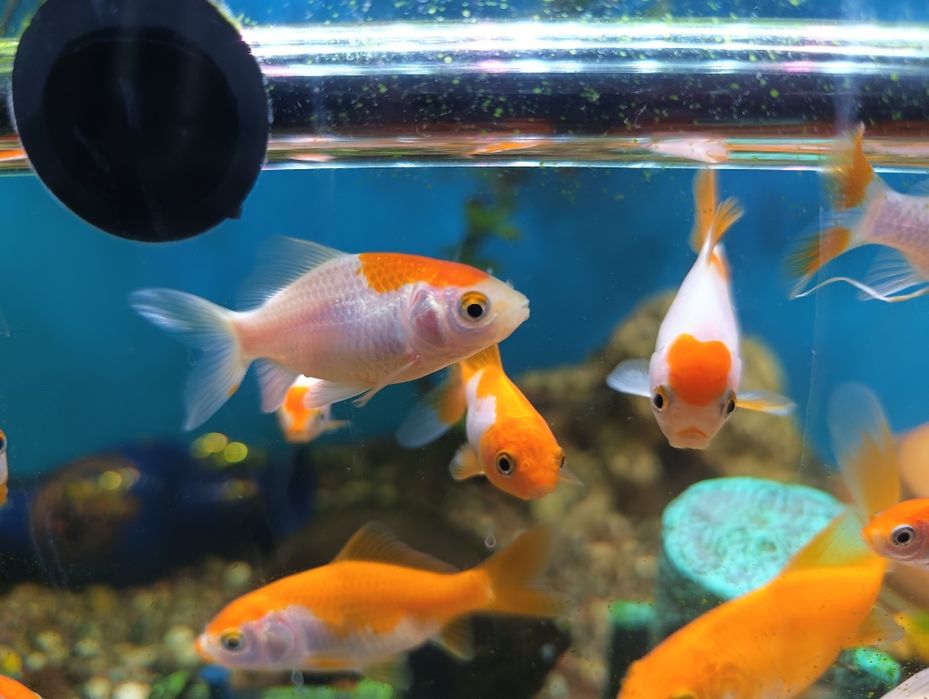 Золотые рыбки кометы