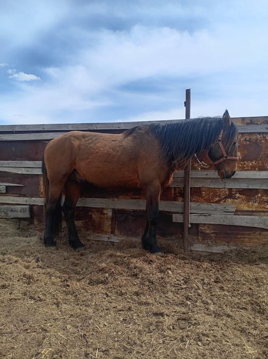 Продается лошадь