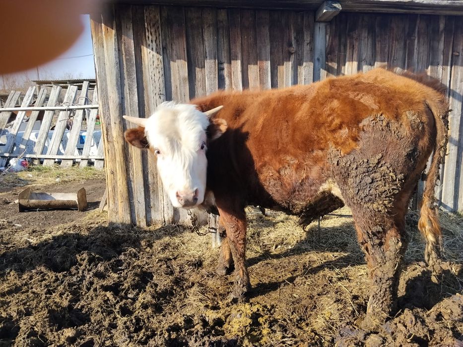 Продам быка, 1 год