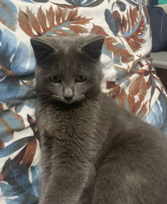 Кошечка бесплатно в добрые руки