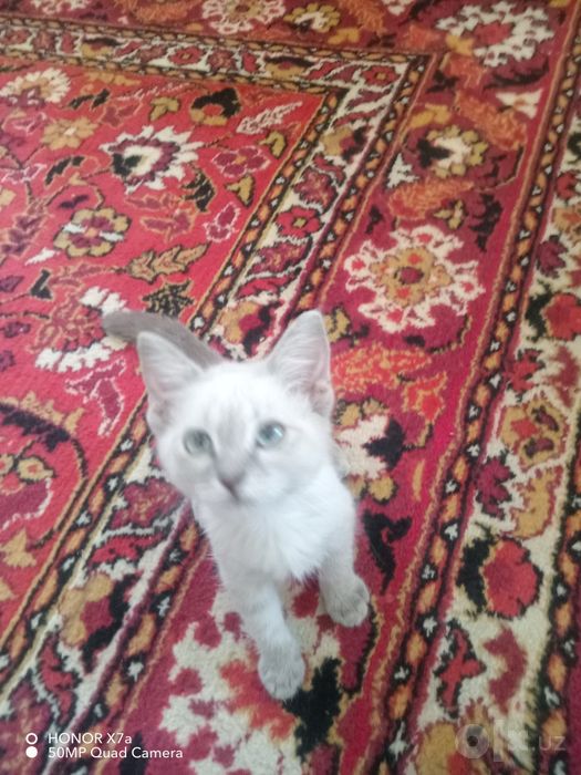 Кошка. продоётся