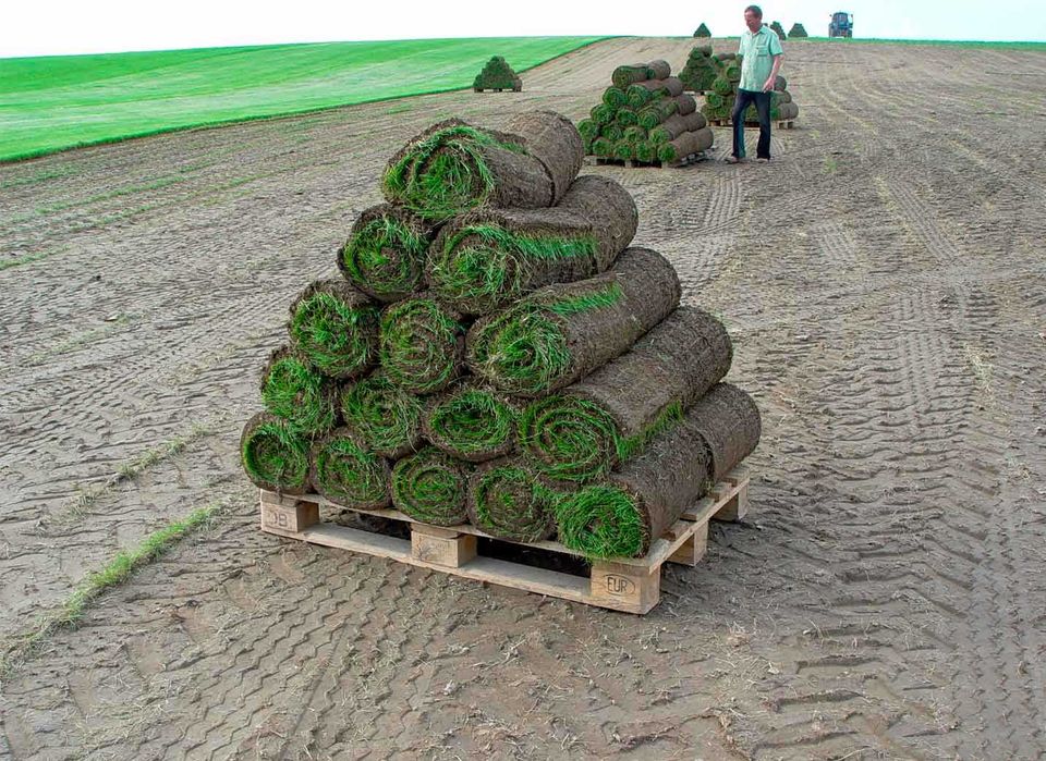 Газон рулонный посевной