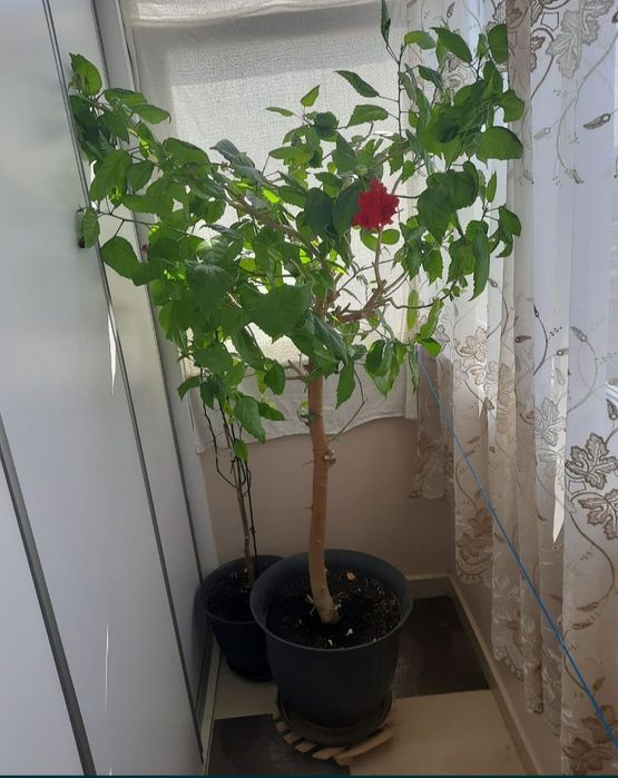 Trandafir, ficus