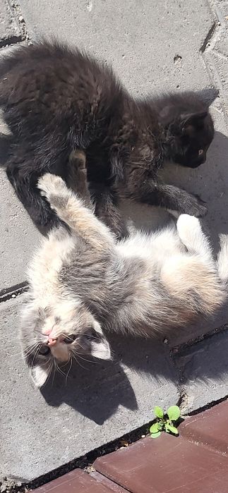 Котята в добрые руки !