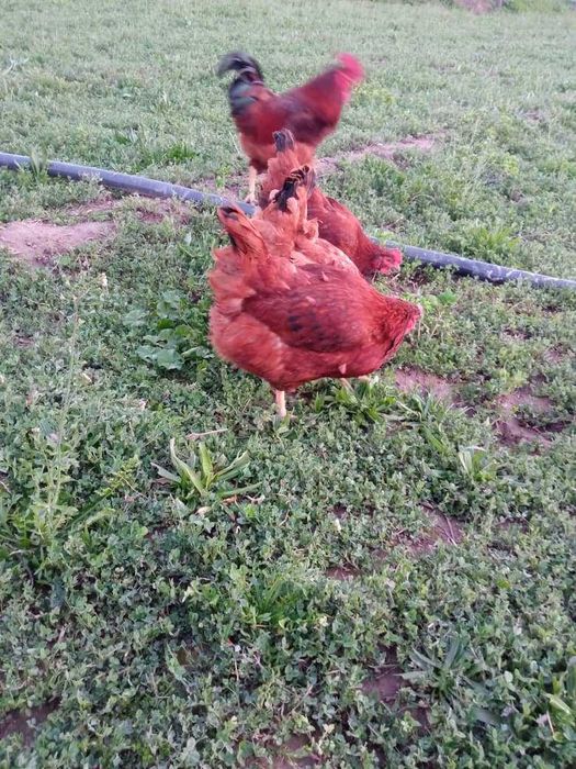 KARESKIY XANXYAP3 ser tuxum va goʻsht yoʻnalishidagi tovuqlar