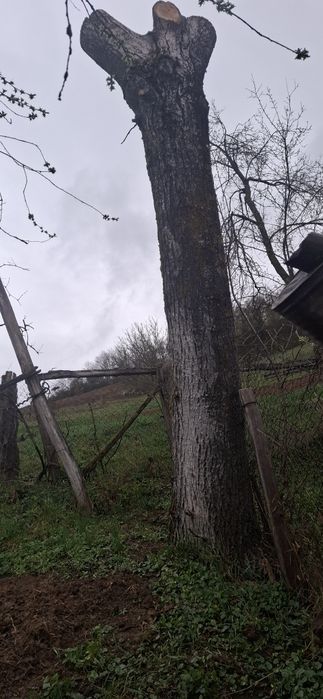 Vand nuc pentru mese