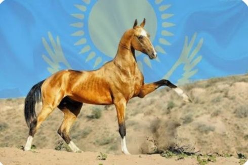 Манты Пелмен Жылқы  етінен